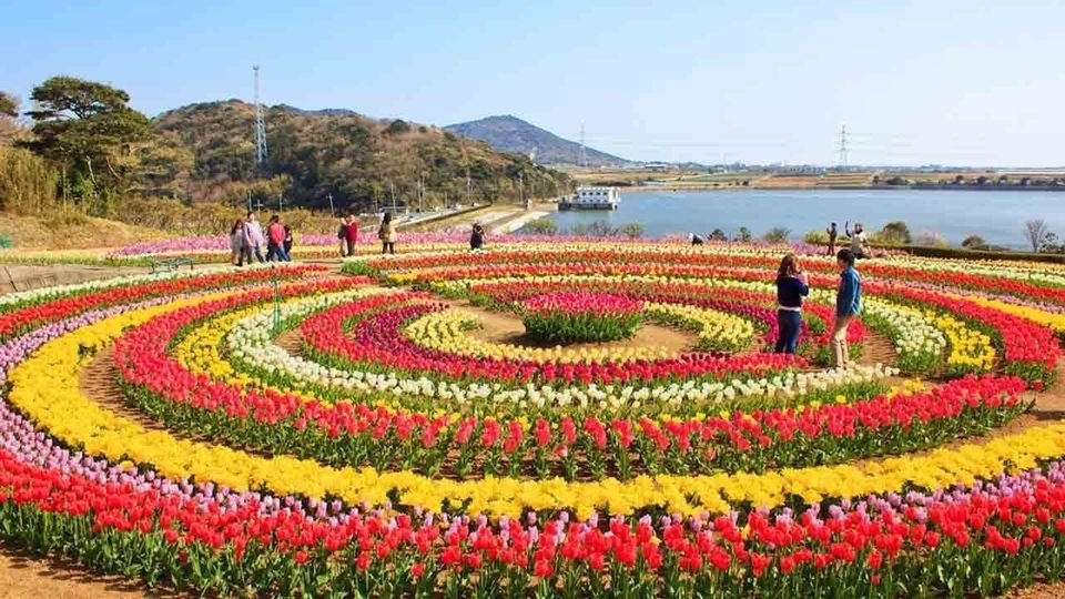 Tulip Garden Srinagar Kashmir