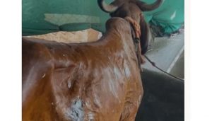 Acid Attack on Cow