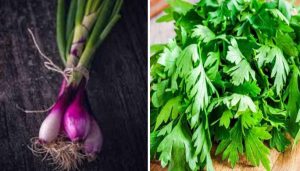 Coriander and Spring Onions,