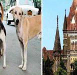 Stray Dogs Matter: Constitutional Validity of Animal Birth Control Rules 2023 Challenged, Bombay High Court Issues Notice to Union Government And Others