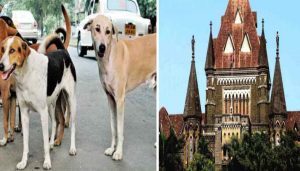 Stray Dogs