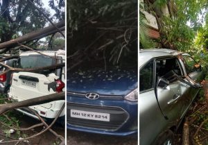 Tree Fall Cases