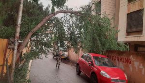 Tree Fall Incident