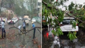 _Tree Fall Incidents