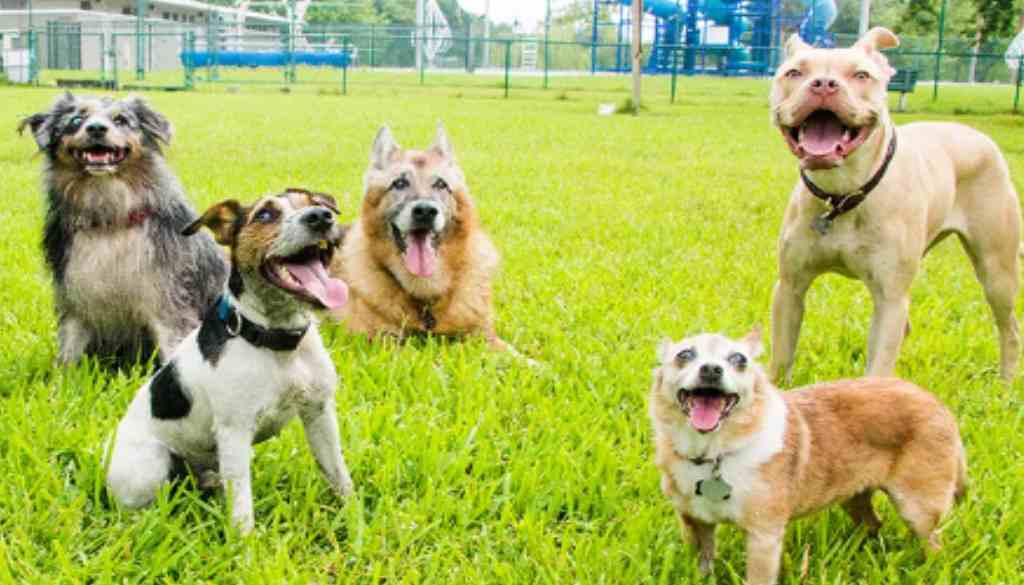 _Dog Park