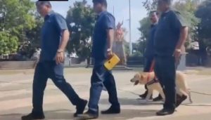 Dog squad