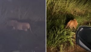 Leopard Sightings Surge in Maval