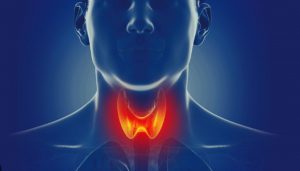 Thyroid