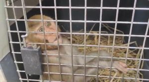 Monkey