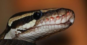 Python