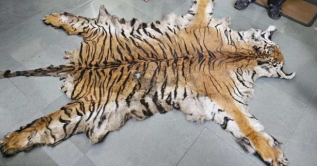 Tiger Skin