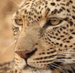 Pune: Leopard Spotted Crossing Road Near INS Shivaji in Lonavala, Tourist Captures Video