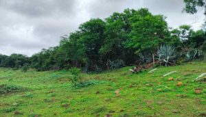 Encroachments In Reserved Forest Areas Of Mohammadwadi And Kondhwa
