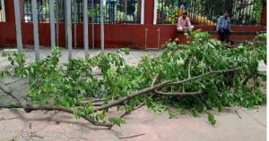 Falling Tree Branch on JM Road
