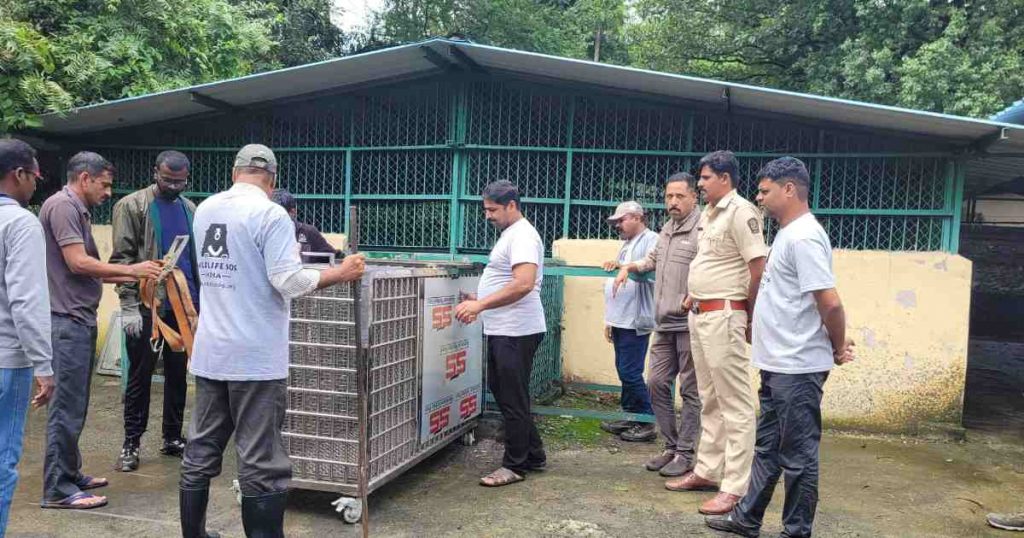 Pune Forest Department Relocates 10 Leopards to Gujarat Sanctuary Vantara