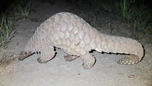 Indian Pangolin