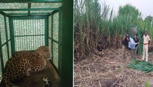 Injured Leopard Rescued in Wagholi, Pune