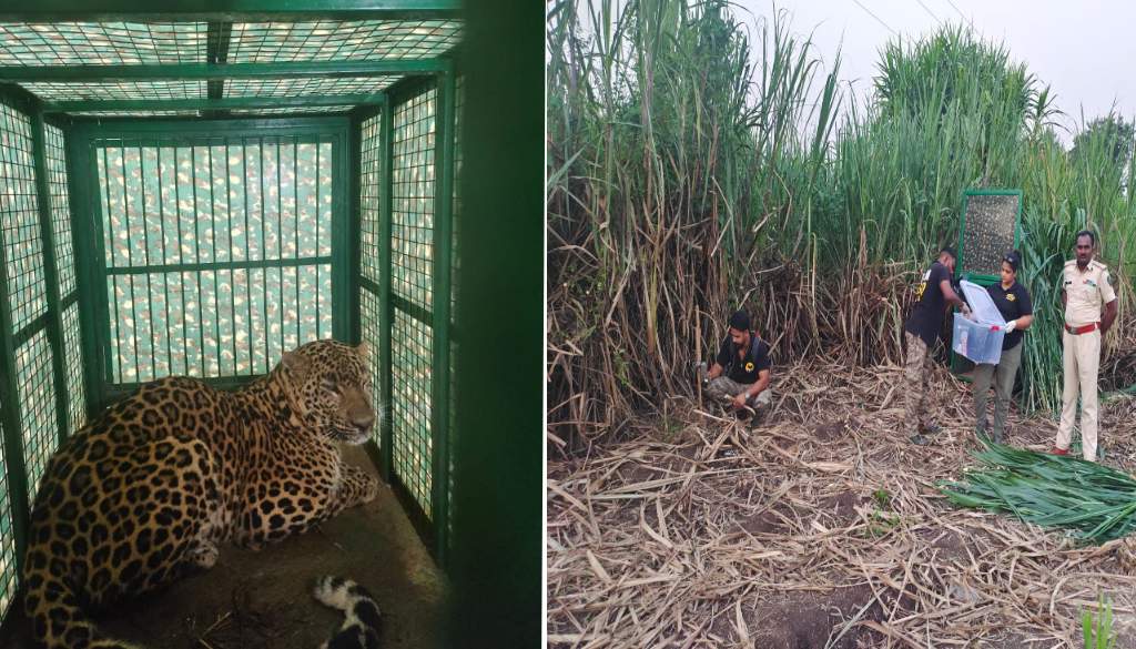 Injured Leopard Rescued in Wagholi, Pune
