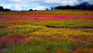 Kas Plateau Flower