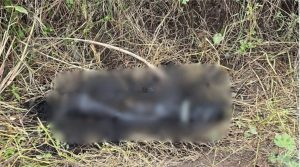 dog burnt