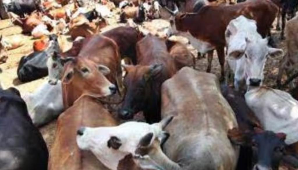 Cow