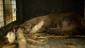 Eurasian Otter Rescued in Pune