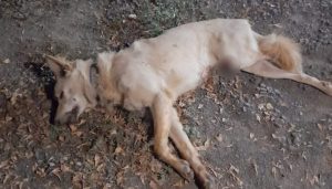 Community Dog Brutally Beaten