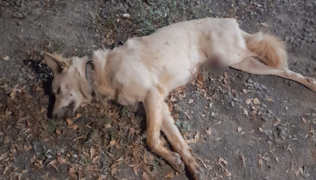 Community Dog Brutally Beaten