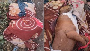 Dead Body Mystery in Hinjawadi Turns Out to Be Decomposed Dog