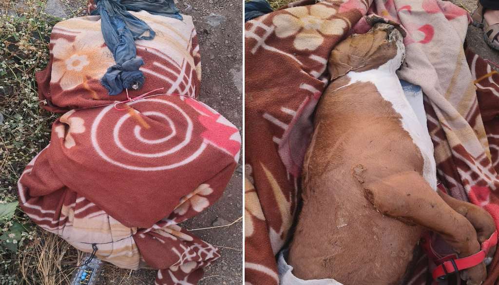 Dead Body Mystery in Hinjawadi Turns Out to Be Decomposed Dog