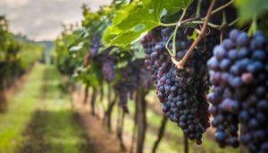 Grape Production