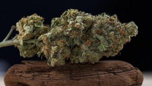 Hydroponic Weed