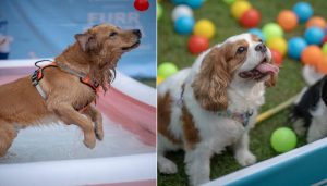 The FurrFiesta Winter Carnival 2024