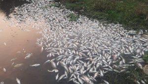 dead fish in river Pune