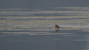 Bird Watcher Captures Rare Otter Sighting Along Mula River