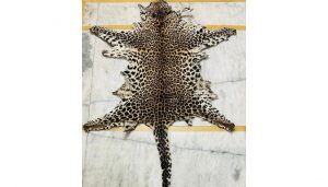 DRI Pune Unit Foils Leopard Skin Trade in Akola