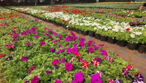 Empress Garden to Host Pune’s Biggest Flower Show from January 24 to 27