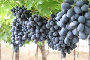 Junnar Grapes