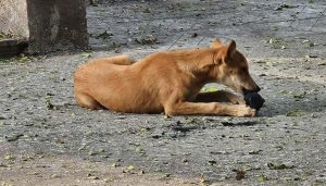 Stray Dogs Allegedly Seen Feasting Near Human Remains In Vaikunth Crematorium