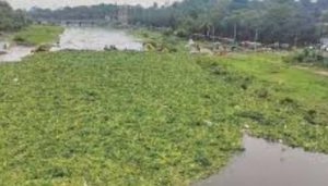 Baby Canal