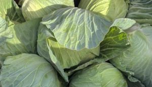 Cabbage