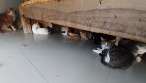 Over 300 Cats Found in Pune Apartment