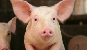 Pig