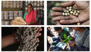 Seeds of Culture