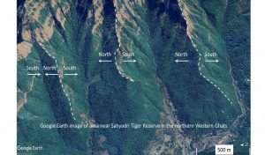 Western Ghats Vegetation
