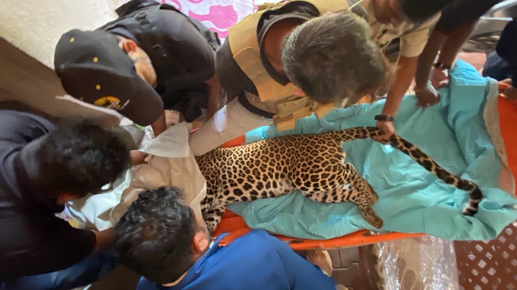 Pune: Leopard Captured in Nigdi After Two-Hour Rescue Operation ...