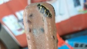 Frozen Snake Found Inside Ice Cream
