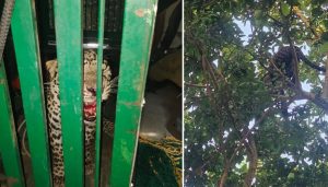 Leopard Climbs Tree Near Pavana Lake
