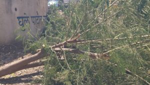 tree cutting