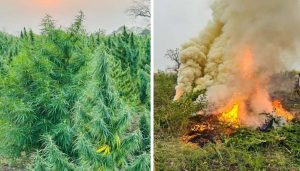 Illegal Cannabis